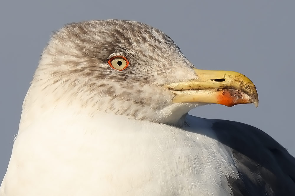 Azorean gull